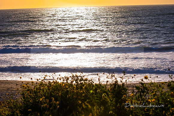 Flowers at Sunset