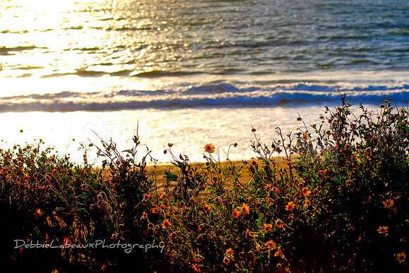 Flowers Sunset