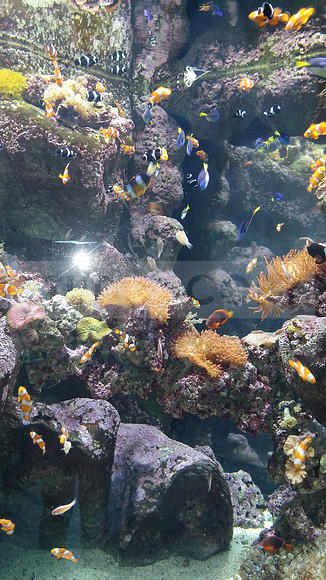 Fish