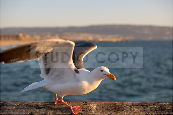 Seagull