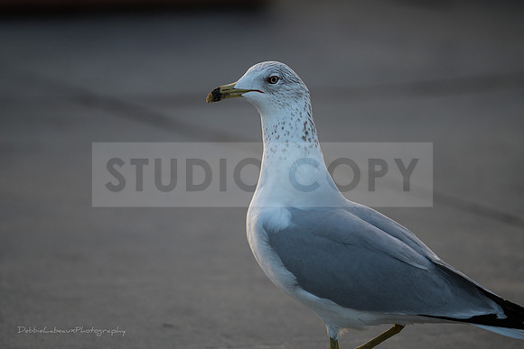 Bird