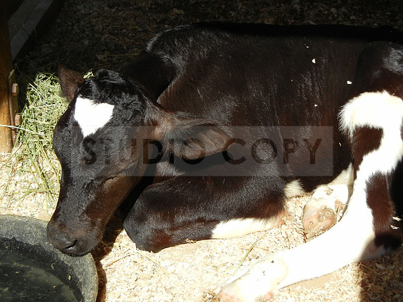 Baby Calf