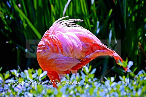 Flamingo