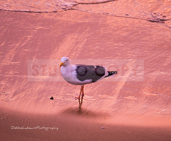 Bird