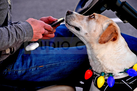 Dog