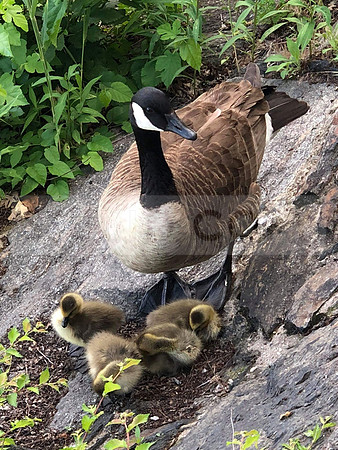 Duck