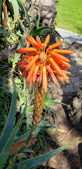 Succulent flower