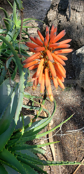 Succulent flower