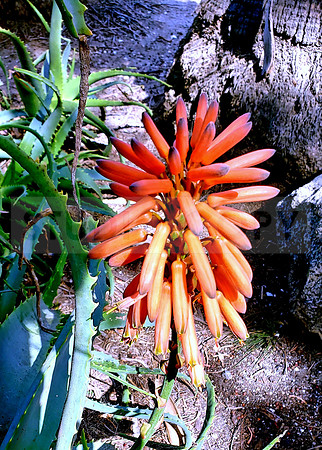 Succulent flower