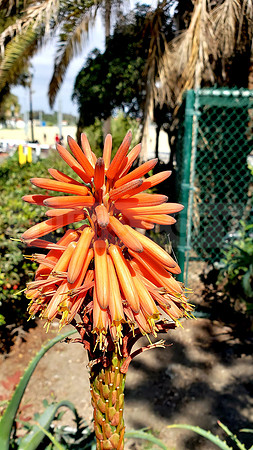 Succulent flower