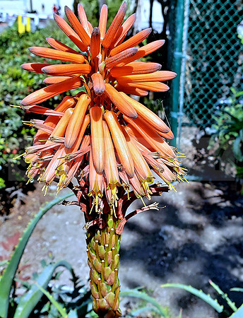 Succulent flower