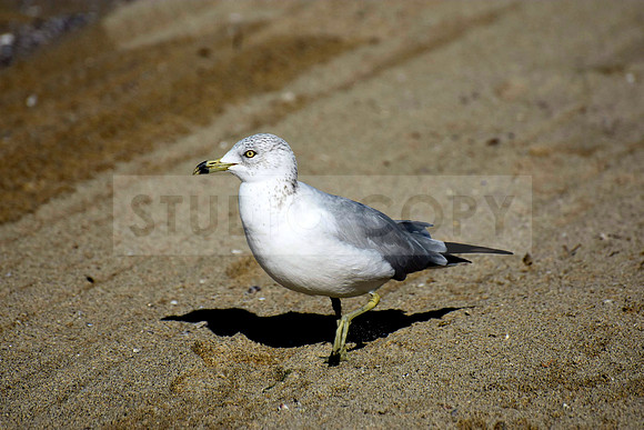 Bird