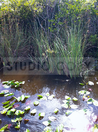 Everglades