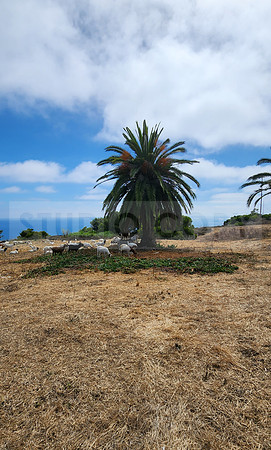 Palos Verdes Goats