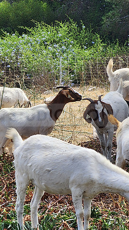 Palos Verdes Goats