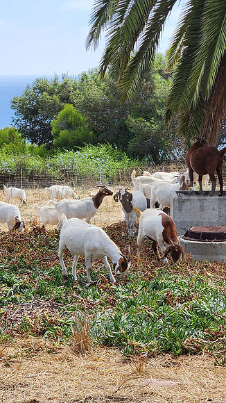 Palos Verdes Goats