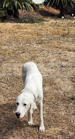 Dog