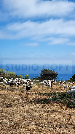 Palos Verdes Goats
