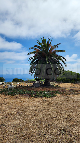 Palos Verdes Goats