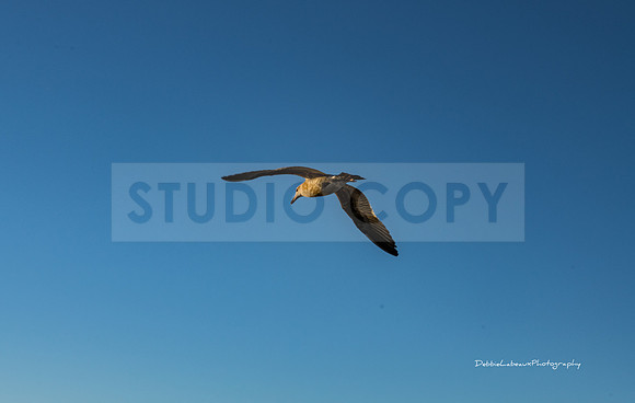 Seagull
