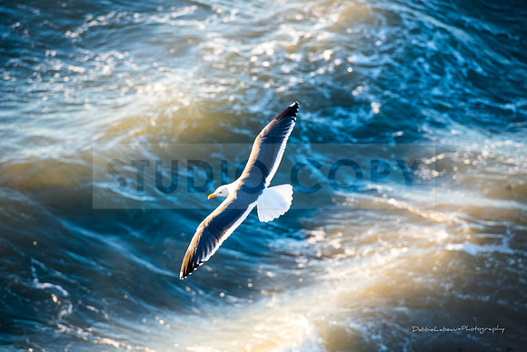 Seagull