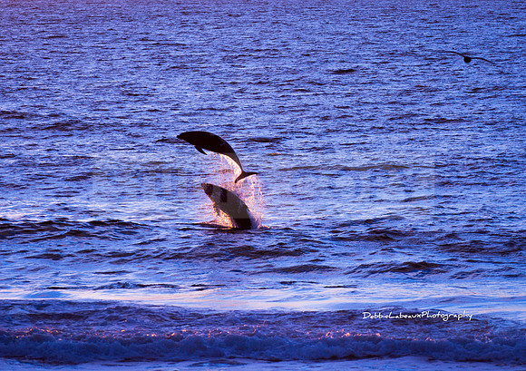 Dolphins at Sunset