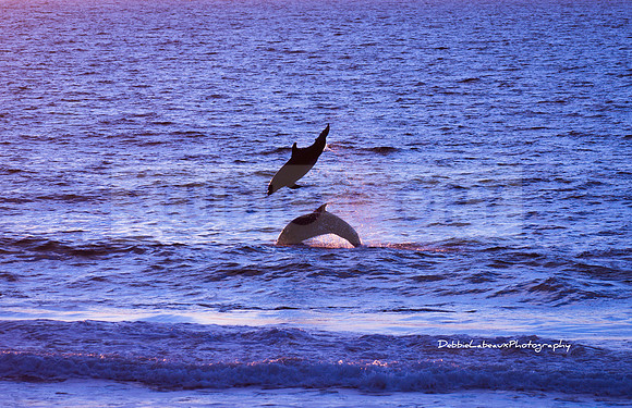 Dolphins at Sunset