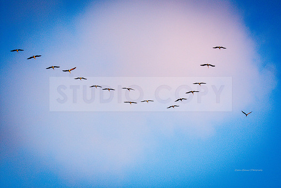 Birds
