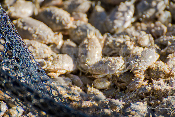 Sand Crab