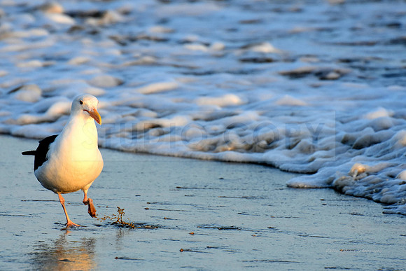 Bird