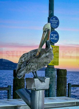 Pelican