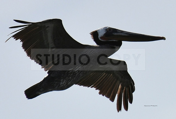 Pelican