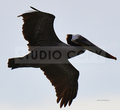 Pelican
