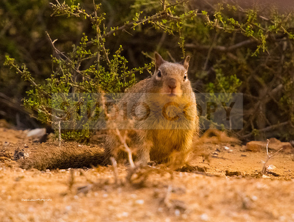 Squirrel
