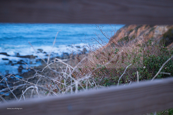 Ocean