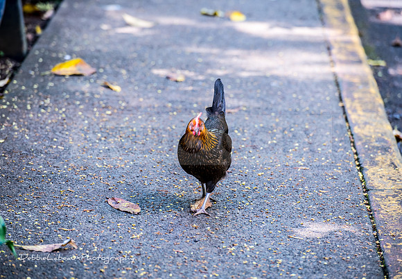 Rooster