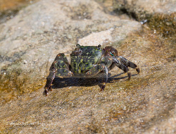 Crab