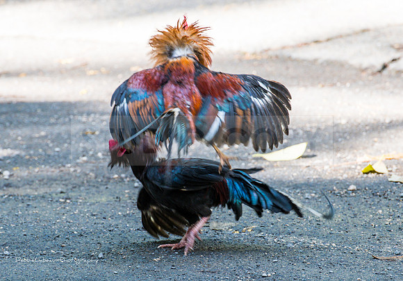 Rooster
