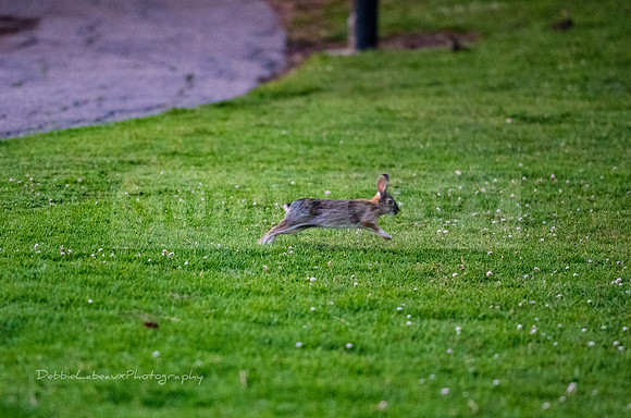 Rabbits