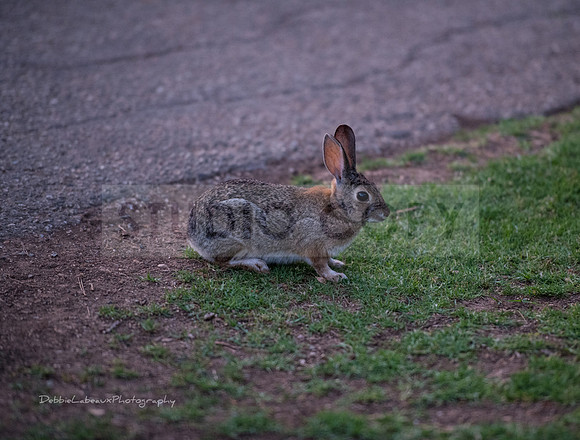 Rabbits