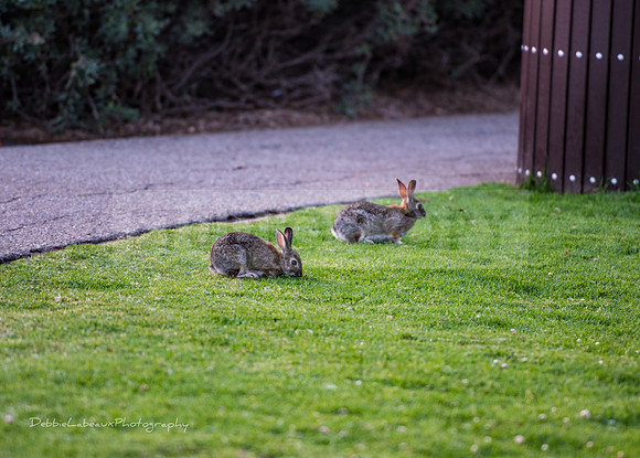 Rabbits