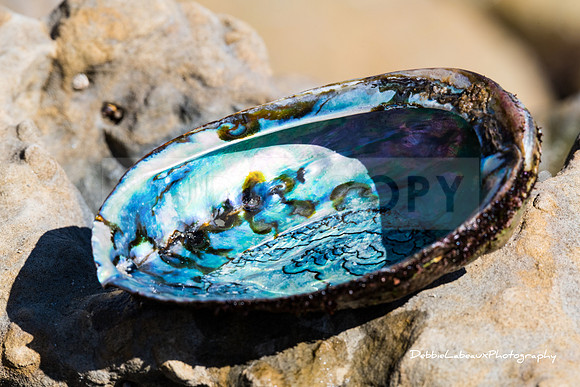 Abalone