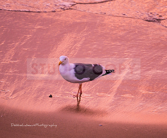 Bird at Sunset