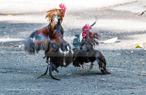 Rooster
